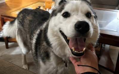 Help Max until he can be with his family